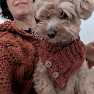 Pode incluir: Um pequeno cão castanho claro usando uma echarpe de malha laranja com botões. O cão está sentado no colo de uma pessoa.