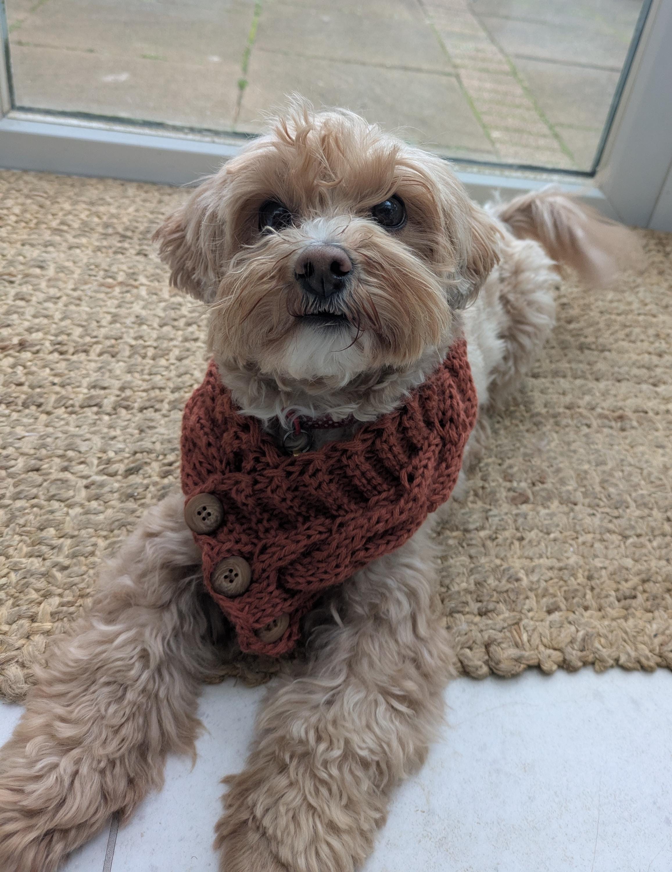 Dog Knitting Patterns For Snoods And Cowls Bob's Dog Snood · Knitting Pattern Emmaknitty