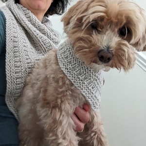 Puede incluir: Un perro pequeño de color marrón claro que lleva una bufanda de punto gris. El perro está siendo sostenido por una persona, pero la cara de la persona no es visible.
