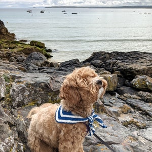 May include: A small, light brown dog wearing a blue and white striped crocheted bandana, sitting on a rocky shore with a view of the ocean in the background.