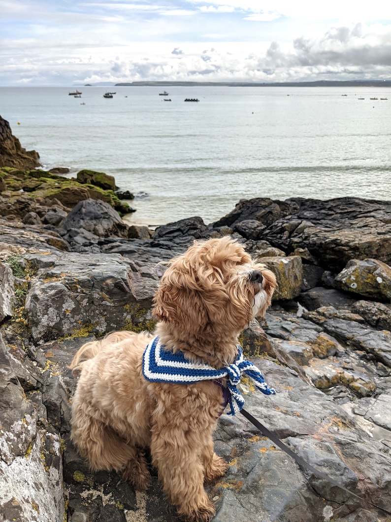 May include: A small, light brown dog wearing a blue and white striped crocheted bandana, sitting on a rocky shore with a view of the ocean in the background.