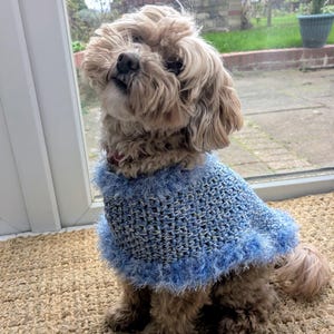 Könnte beinhalten: Ein kleiner, lockiger Hund mit hellbraunem Fell trägt einen hellblauen Häkelpullover mit flauschigem Besatz. Der Hund sitzt auf einem beigefarbenen Teppich in der Nähe eines Fensters. Der Pullover ist hellblau.