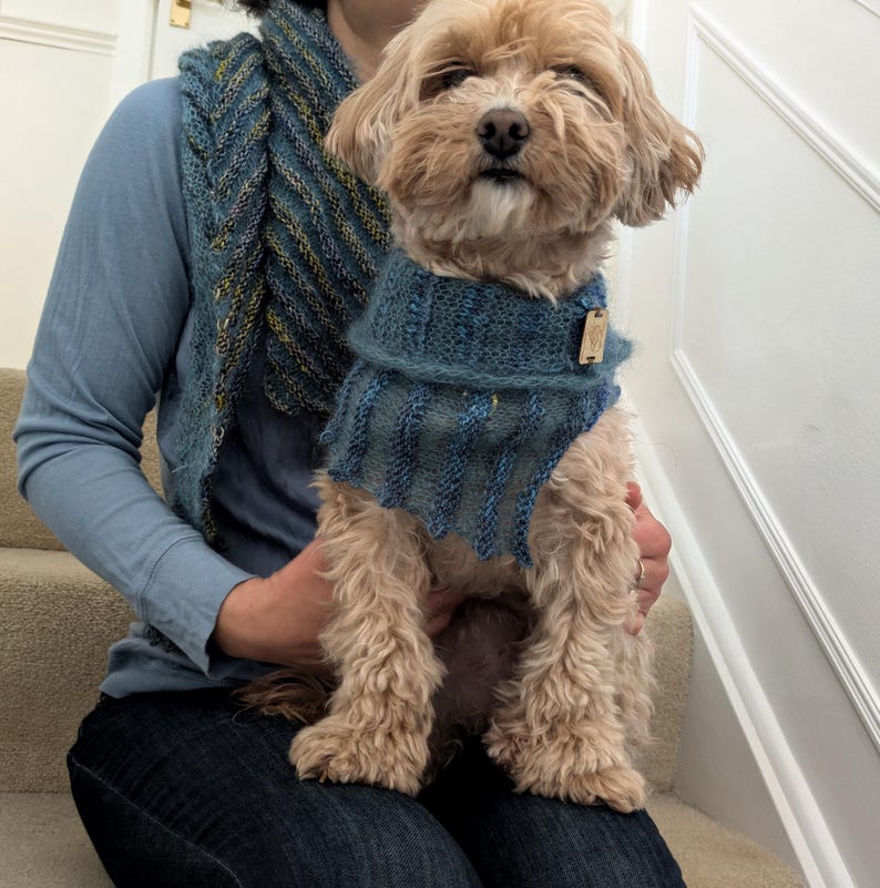 May include: A small, light brown dog wearing a blue knitted scarf. The dog is sitting on the lap of a person wearing blue jeans and a blue shirt.