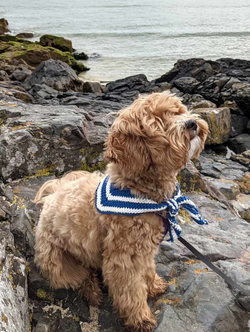 May include: A light brown dog wearing a blue and white striped crocheted bandana sits on a rocky shore. The dog is looking up and has its mouth slightly open.