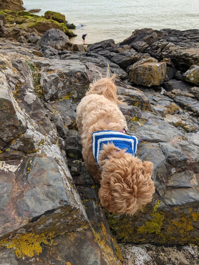 May include: A small, light brown dog wearing a blue and white crocheted sweater vest is standing on a rocky shore. The dog is looking down at the rocks.