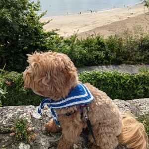 May include: A small, light brown dog wearing a blue and white sailor-style bandana sits on a rock overlooking a sandy beach with blue water and a cloudy sky.