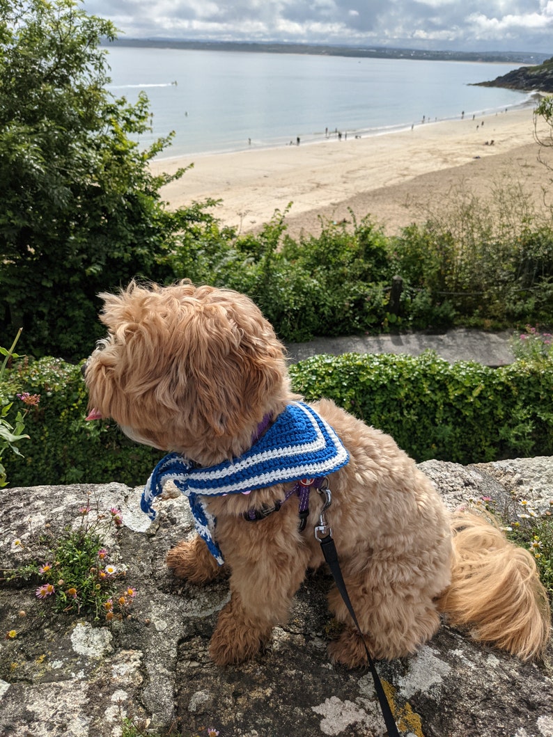 May include: A small, light brown dog wearing a blue and white sailor-style bandana sits on a rock overlooking a sandy beach with blue water and a cloudy sky.