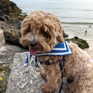 May include: A light brown dog wearing a blue and white crocheted bandana and a black leash, sitting on a gray rock with the ocean in the background.