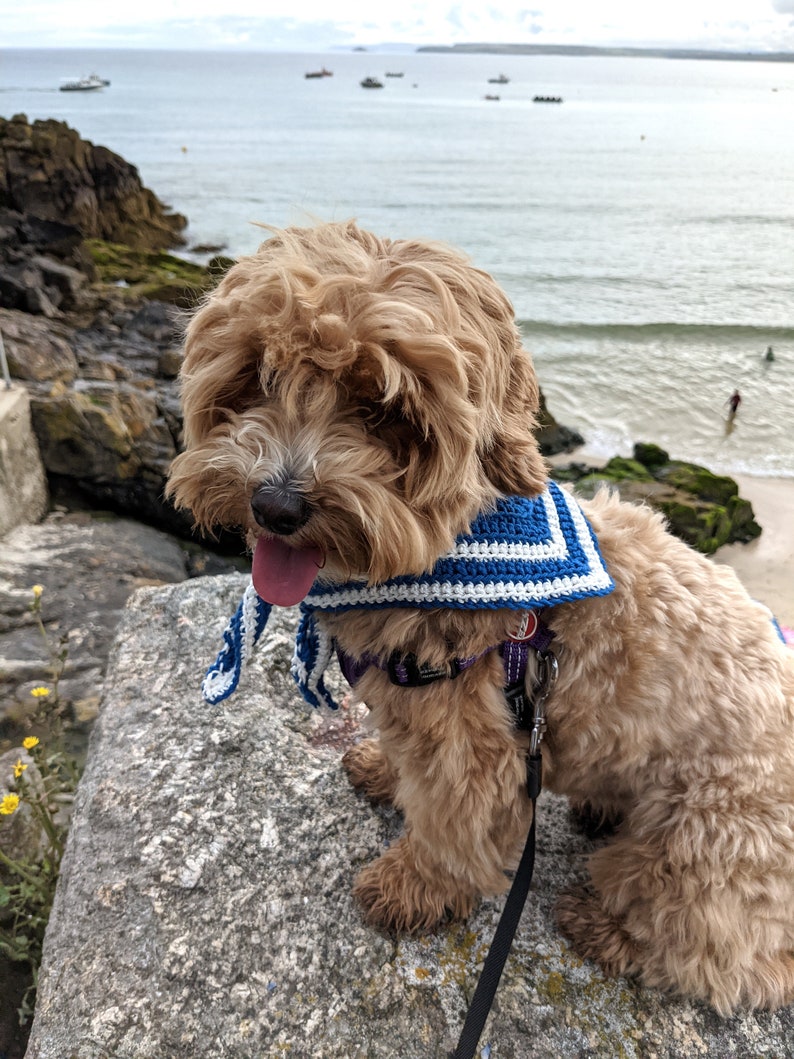 May include: A light brown dog wearing a blue and white crocheted bandana and a black leash, sitting on a gray rock with the ocean in the background.