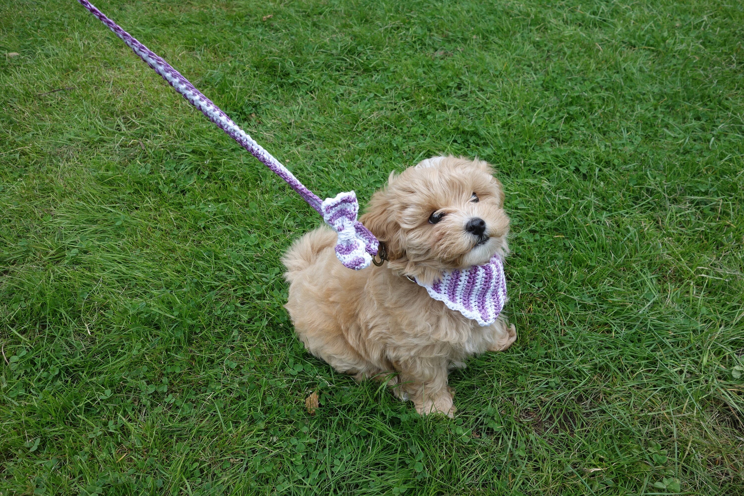 PDF Crochet PATTERN Dog Bandana and Bow Leash Set /crochet Etsy