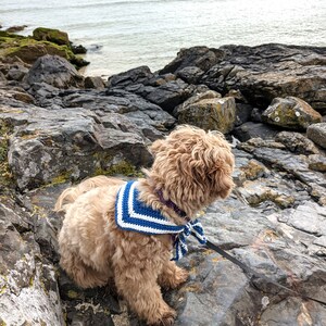 May include: A small, light brown dog wearing a blue and white striped crocheted bandana sits on a rocky shore, looking out at the ocean.