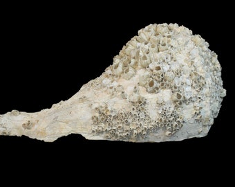 Aquarium Conch Shell,Large Sea Shell,Aquarium Shell,Aquarium Decor,Beach Decor,Conch Seashell,Coastal Beach House Decor,Nautical Decor,Conch