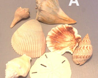 Group of Sea Shells,Aquarium Shells,Aquarium Shell,Aquarium Decor,Beach Decor,Decorative Seashells,Coastal Beach House Decor,Nautical Decor