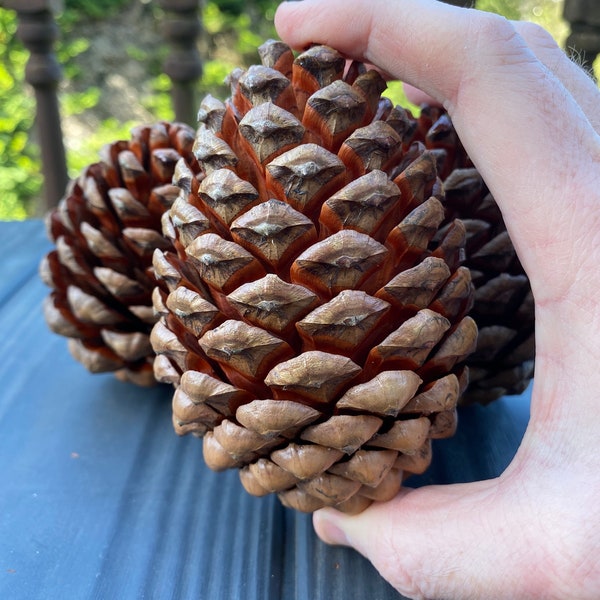 Natural Large Pine cone home decor pine tree cones wedding decorations christmas pine cone big pine cones