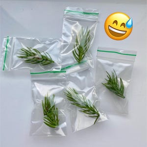 May include: Five small plastic bags with green zipper closures, each containing a sprig of green pine needles.