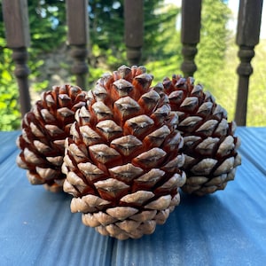 Natural Large Pine cone home decor pine tree cones wedding decorations christmas pine cone big pine cones for display Don Burns 27 pinecones