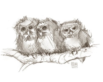 Fine Art Giclee "Siblings", owl, wood owl, barn owl, owl, rough-footed owl, sparrow owl, owl, owl