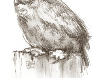 Fine Art Giclee "Is nich mein Tag", forest owl, wood-eared owl, barn owl, stone owl, rough-footed owl, sparrow owl, owl, owl