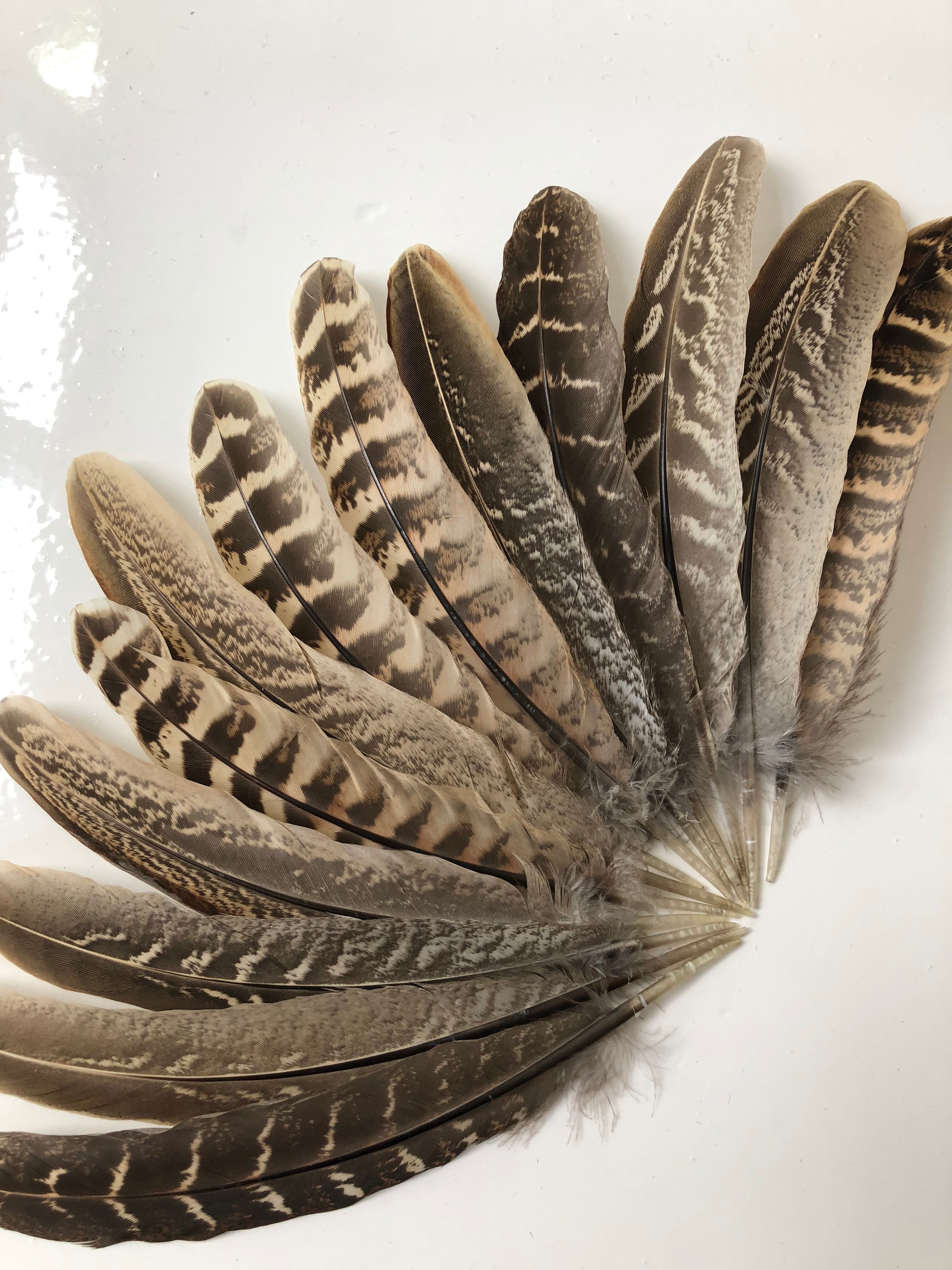 Natural Pheasant Feathersfeathers for historical replica Etsy