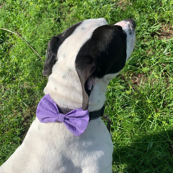 Purple and White Mini Polka Dot Pet Bowtie (Elastic Attachment for Collar/Harness)