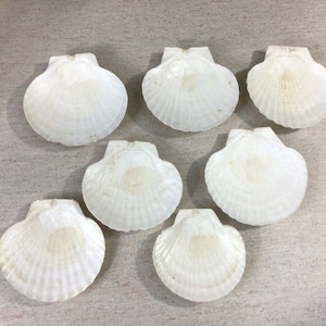 7 large older scallop shells