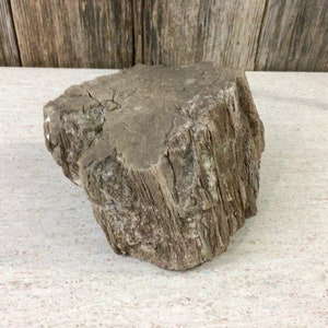 5.5 pound piece of petrified wood