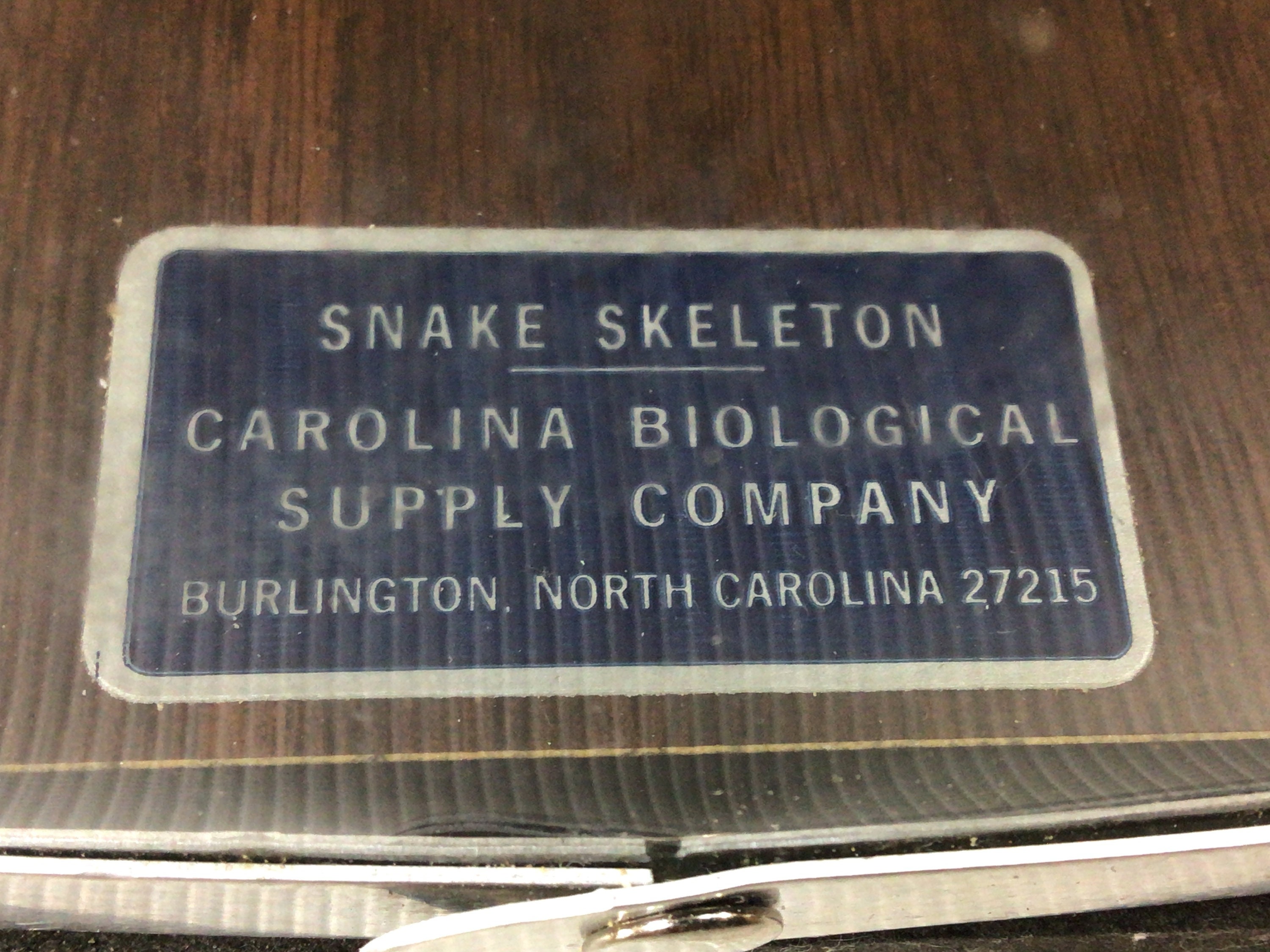 Educational Snake Skeleton From Carolina Biological Supply Co Etsy
