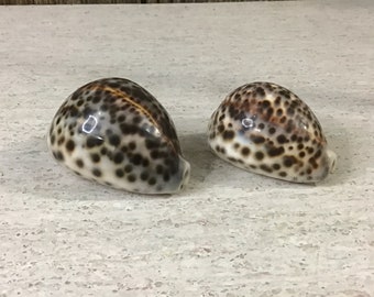 2 large cowrie shells
