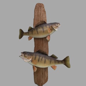 Nicely mounted 2 perch on driftwood