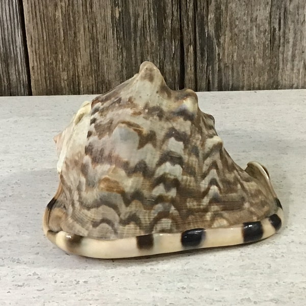 6 inch older helmet conch shell