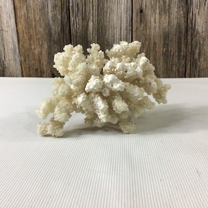 6 inch piece white coral