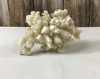 Pieza de coral blanco de 6 pulgadas