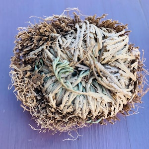 Doradilla, Resurrection Plant, Jerico Rose, Hyerochuntic Anastatica