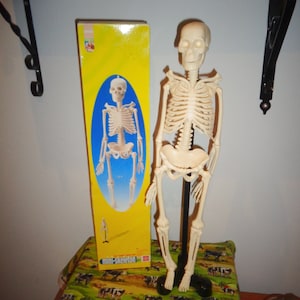 Life size skeleton - .de