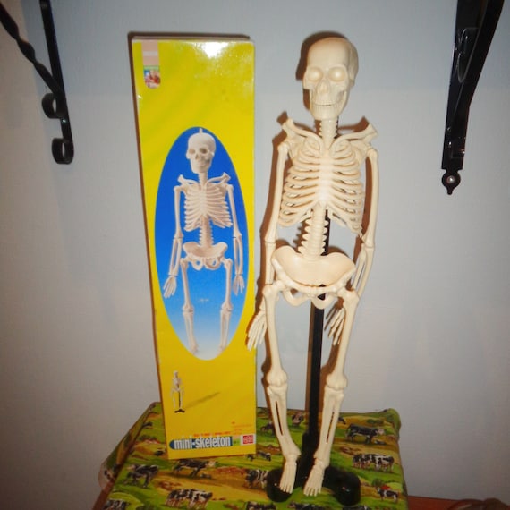 Mini-Skelett mit Ständer Real Life Model Figur langlebige Teile EDU-Toys 18  Zoll in der Höhe Boxed sammelbare bewegliche Teile zeigen pädagogisch an -  .de