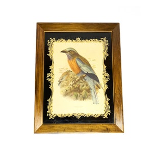 Large 1800s antique professionally framed hand colored Burmese Roller bird lithograph art by John Gerald Keulemans