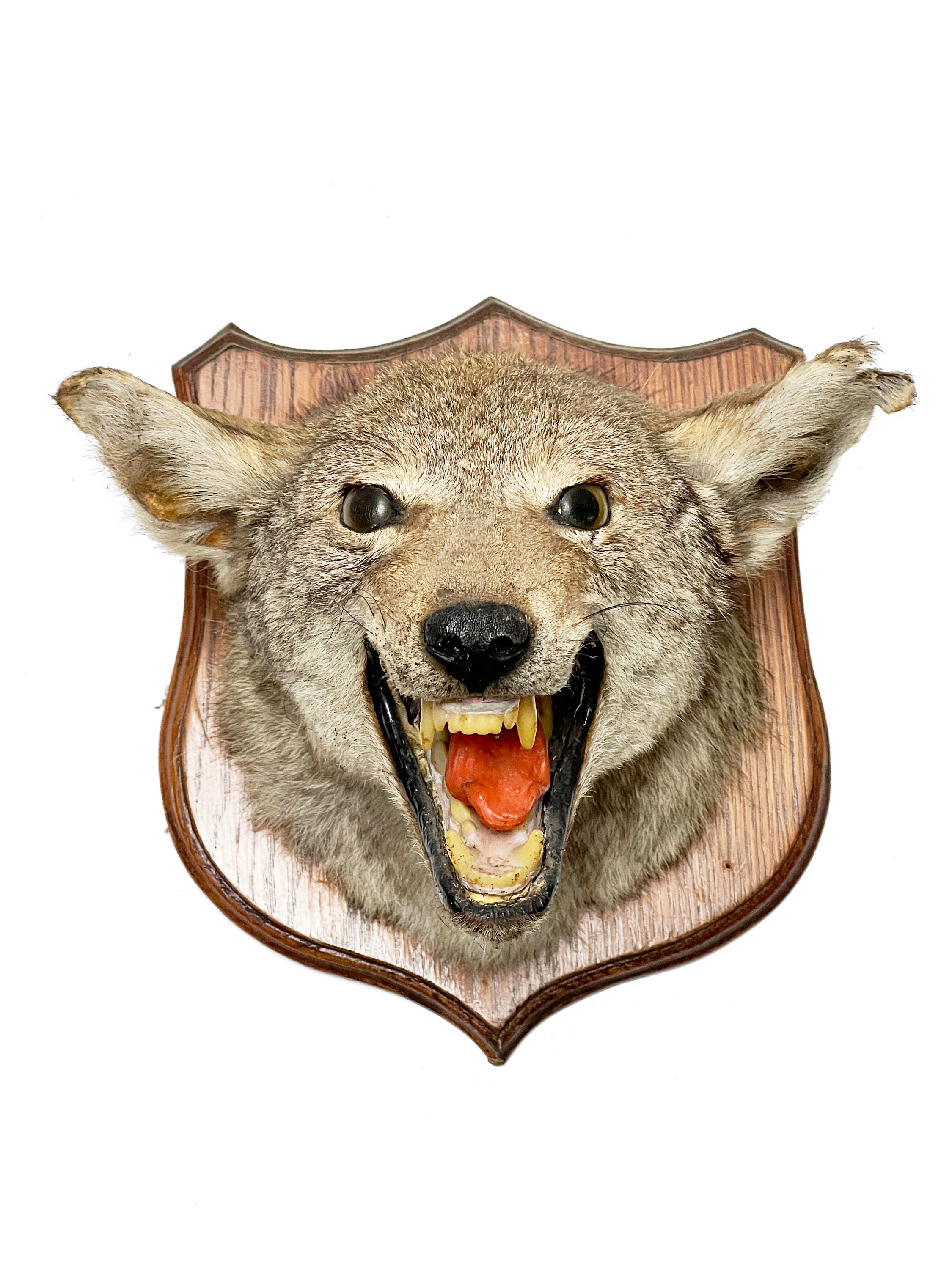 Howling coyote wall pedestal - Wildlife Addictions Taxidermy