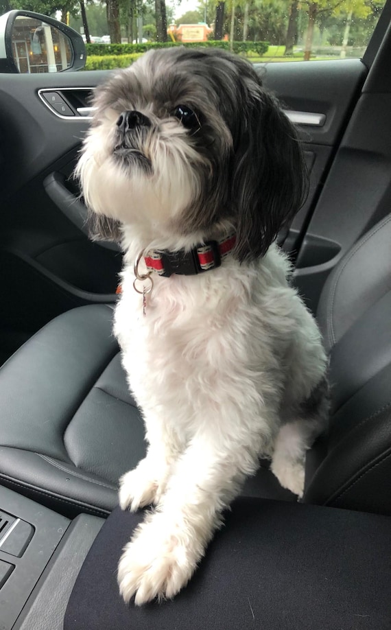 Shih Tzu Car Console Cover Shih Tzu Car Console Cover