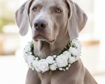 May include: A Weimaraner dog with a gray coat wearing a white rose flower collar. The dog is looking directly at the camera. The background is blurred, with soft, natural light.