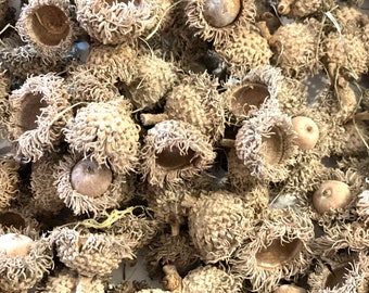 BULK Fuzzy Burr Oak Acorns, Small Bur Oak Acorn Cap, BULK tiny fairy garden supplies, Autumn Fall Craft Supplies, Fall Wreath Decor 50 Acorn