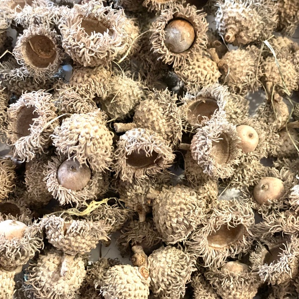 BULK Fuzzy Burr Oak Acorns, Small Bur Oak Acorn Cap, BULK tiny fairy garden supplies, Autumn Fall Craft Supplies, Fall Wreath Decor 50 Acorn