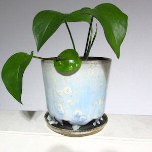 May include: A potted plant with large, glossy green leaves. The plant is in a ceramic pot with a light blue and white glaze, and a matching saucer. The pot has a unique, textured pattern. The overall aesthetic is natural and decorative.