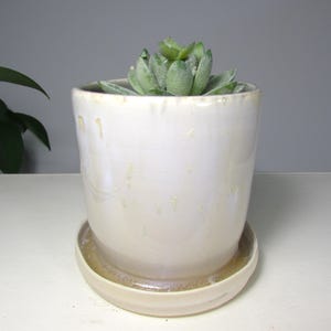 May include: A cylindrical ceramic planter with a glossy, off-white glaze and subtle yellow-toned speckles. The planter sits on a matching circular saucer and contains a small, green, fleshy succulent plant with pointed, overlapping leaves.