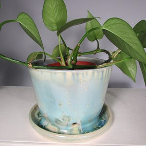 May include: A light blue ceramic planter with a matching saucer, holding a green leafy plant. The planter has a textured, glazed finish with a light blue and white color scheme. The plant has long stems and large, heart-shaped leaves.