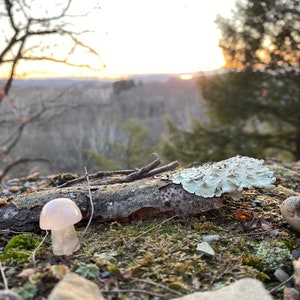 Mini Flower Agate Mushroom Crystal Mushroom Mini Mushroom Crystal Mushroom Stone Stone Mushroom image 8