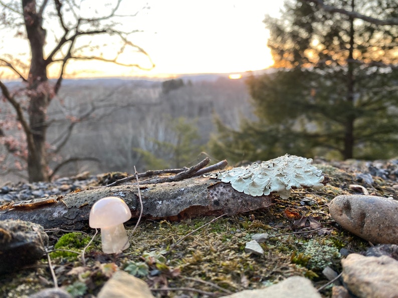 Mini Flower Agate Mushroom Crystal Mushroom Mini Mushroom Crystal Mushroom Stone Stone Mushroom image 8
