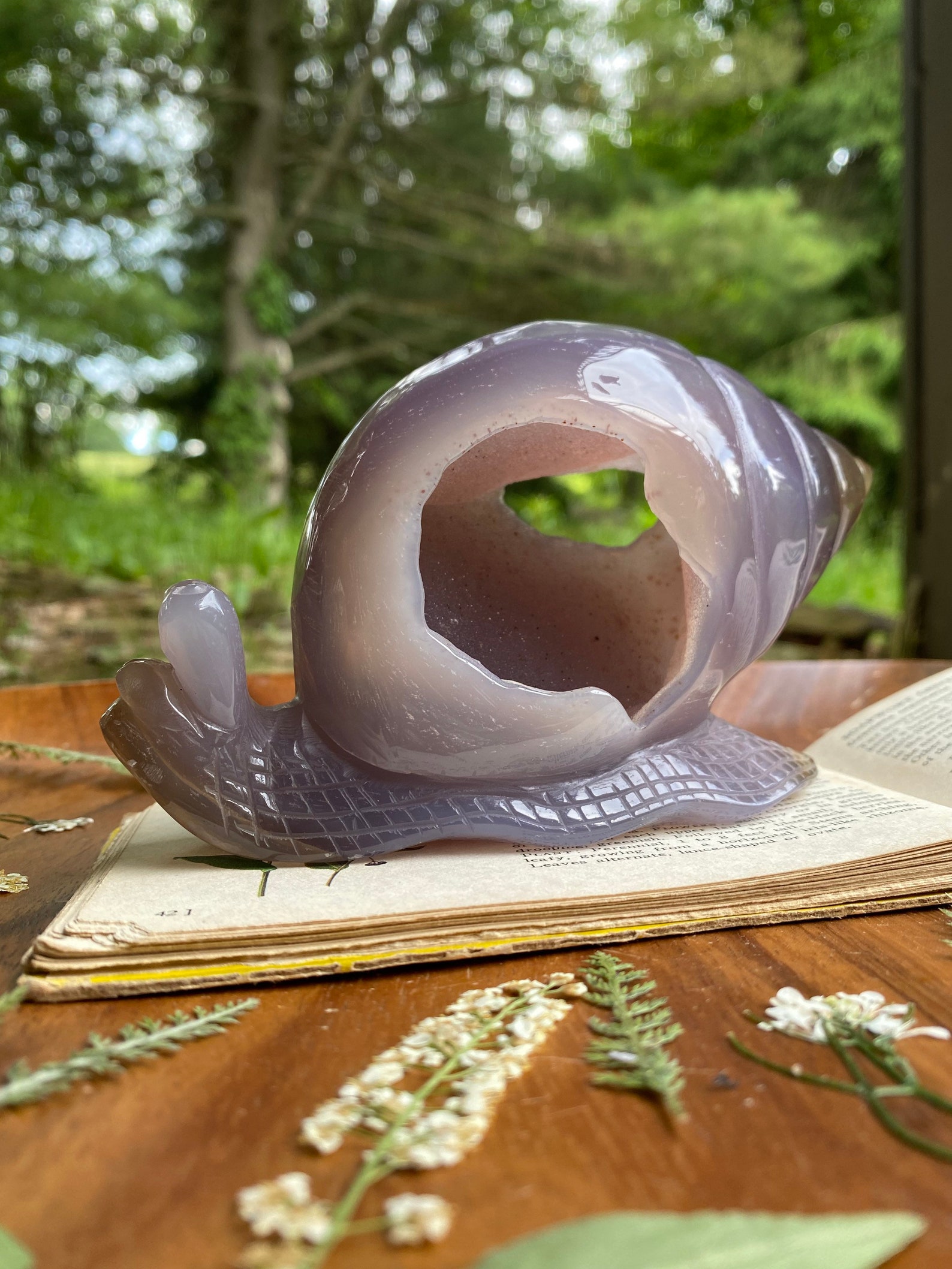 toem snail toem snail