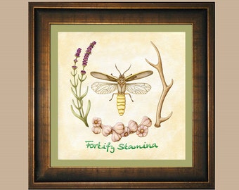 Fortify Stamina - Skyrim Lavender, Torchbug, Garlic, & Antler Watercolor Art Print - Botanical Scientific Illustration - Elder Scrolls