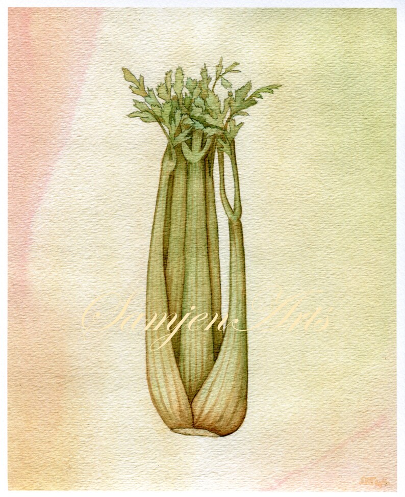 Celery Onion Carrot Mirepoix Vegetable Trio French Etsy