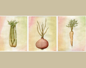 Celery, Onion, Carrot - Mirepoix Vegetable Trio - French Cuisine & Cafe Scientific Illustrations - Art Prints on Fine Art Paper